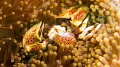   Porcelain Crab Taken my recent trip Komodo National Park  